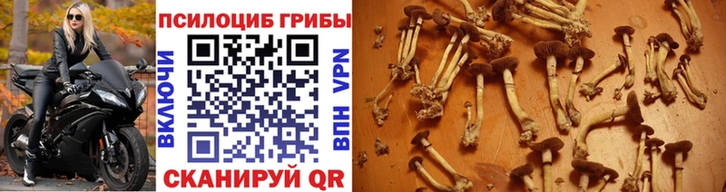 Купить закладки Воткинск Псилоцибиновые грибы мухоморы